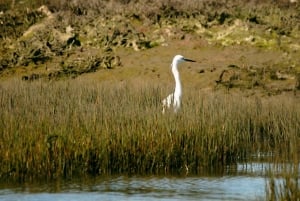 Faro: Ria Formosa Eco Birdwatching Boat Tour