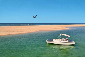 Faro: Ria Formosa Eco Birdwatching Boat Tour