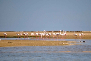 Faro: Ria Formosa Eco Birdwatching Boat Tour