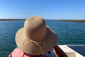Faro: Ria Formosa Eco Birdwatching Boat Tour