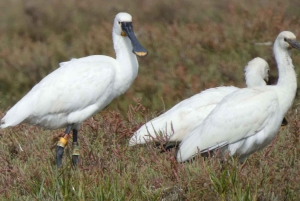 Faro: Ria Formosa Eco Birdwatching Boat Tour