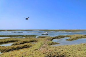Faro: Ria Formosa Eco Birdwatching Boat Tour