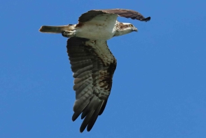 Faro: Ria Formosa Eco Birdwatching Boat Tour