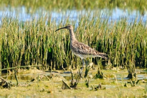 Faro: Ria Formosa Eco Birdwatching Boat Tour