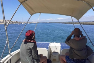 Faro: Ria Formosa Eco Birdwatching Boat Tour