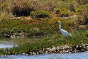 Faro: Ria Formosa Eco Birdwatching Boat Tour