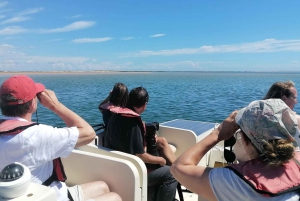 Faro: Ria Formosa Eco Birdwatching Boat Tour