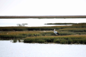 Faro: Ria Formosa Eco Birdwatching Boat Tour