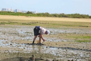 Faro: Ria Formosa Eco Birdwatching Boat Tour