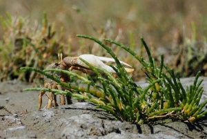 Faro: Ria Formosa Eco Birdwatching Boat Tour