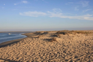 Faro: Ria Formosa Eco Birdwatching Boat Tour