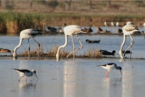 Faro: Ria Formosa Guided Sunset Tour by Catamaran