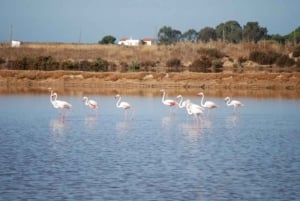 Faro: wycieczka segwayem po parku przyrody Ria Formosa i obserwacja ptaków