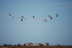 Faro: recorrido en segway por el parque natural de Ría Formosa y observación de aves