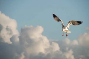 Faro: recorrido en segway por el parque natural de Ría Formosa y observación de aves
