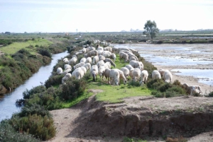 Faro: Tour in Segway nel Parco Naturale di Ria Formosa e birdwatching