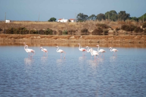 Faro: Tour in Segway nel Parco Naturale di Ria Formosa e birdwatching