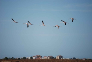 Faro: Tour in Segway nel Parco Naturale di Ria Formosa e birdwatching