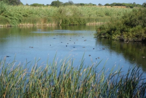 Faro: Tour in Segway nel Parco Naturale di Ria Formosa e birdwatching