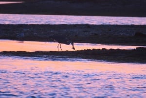 Faro: Ria Formosa Sunset Boat Tour