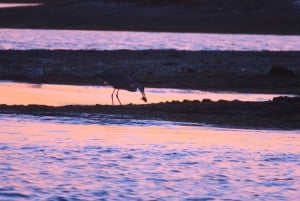 Faro: tour in barca al tramonto nella natura di Ria Formosa