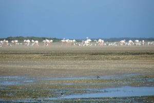 Faro: Ria Formosa – båttur till de tre stora öarna