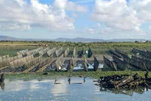 Faro: Speedboot Tour