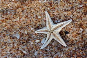 Faro: Speedboot Tour