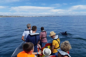 From Albufeira: Benagil Caves and Dolphins Guided Boat Tour