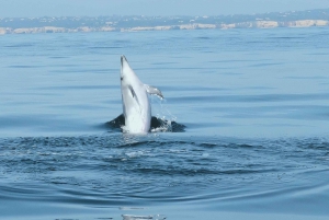 From Albufeira: Benagil Caves and Dolphins Guided Boat Tour