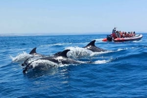 From Albufeira: Benagil Caves and Dolphins Guided Boat Tour