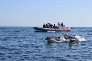 From Albufeira: Benagil Caves and Dolphins Guided Boat Tour