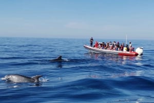 From Albufeira: Benagil Caves and Dolphins Guided Boat Tour