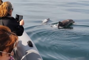 From Albufeira: Benagil Caves and Dolphins Guided Boat Tour