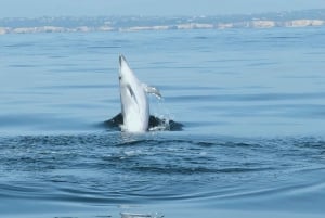 From Albufeira: Benagil Caves and Dolphins Guided Boat Tour