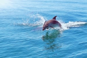 From Albufeira: Benagil Caves and Dolphins Guided Boat Tour