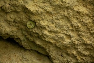 Fra Albufeira: Udflugt til Benagil-grotterne med båd Privat