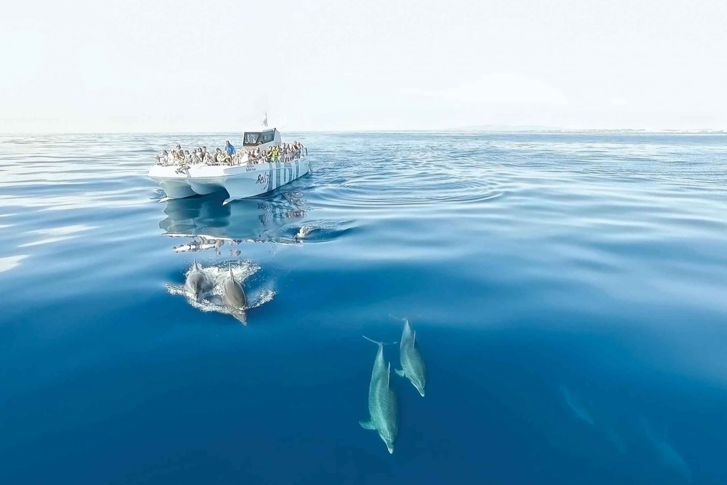 De Albufeira: Passeio de barco de 2,5 horas com golfinhos e cavernas