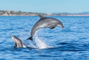 From Albufeira: Dolphins and Caves 2.5-Hour Boat Trip