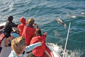 From Albufeira: Dolphins and Caves 2.5-Hour Boat Trip