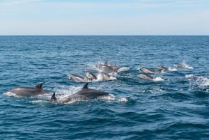 Fra Albufeira: Delfiner og grotter - 2,5 timers båttur