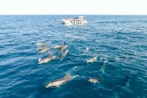 From Albufeira: Dolphins and Caves 2.5-Hour Boat Trip