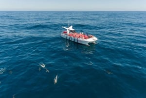 Vanuit Albufeira: Dolfijnen en grotten 2,5 uur boottocht