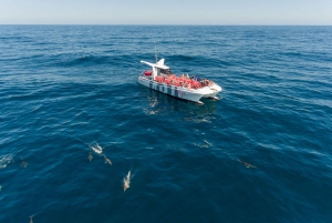 From Albufeira: Dolphins and Caves 2.5-Hour Boat Trip