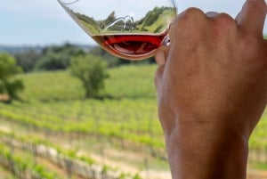 Desde Albufeira: Tour de día completo de cata de vinos con guía