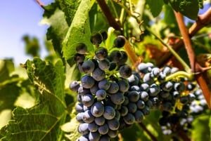 Из Албуфейры: тур с дегустацией вин на целый день с гидом