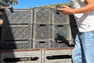 Из Албуфейры: тур с дегустацией вин на целый день с гидом