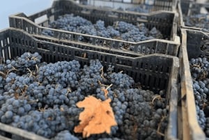 Из Албуфейры: тур с дегустацией вин на целый день с гидом