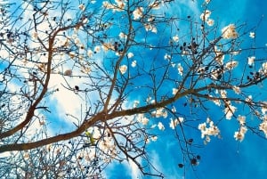 Из Албуфейры: тур с дегустацией вин на целый день с гидом