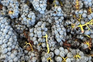 Из Албуфейры: тур с дегустацией вин на целый день с гидом